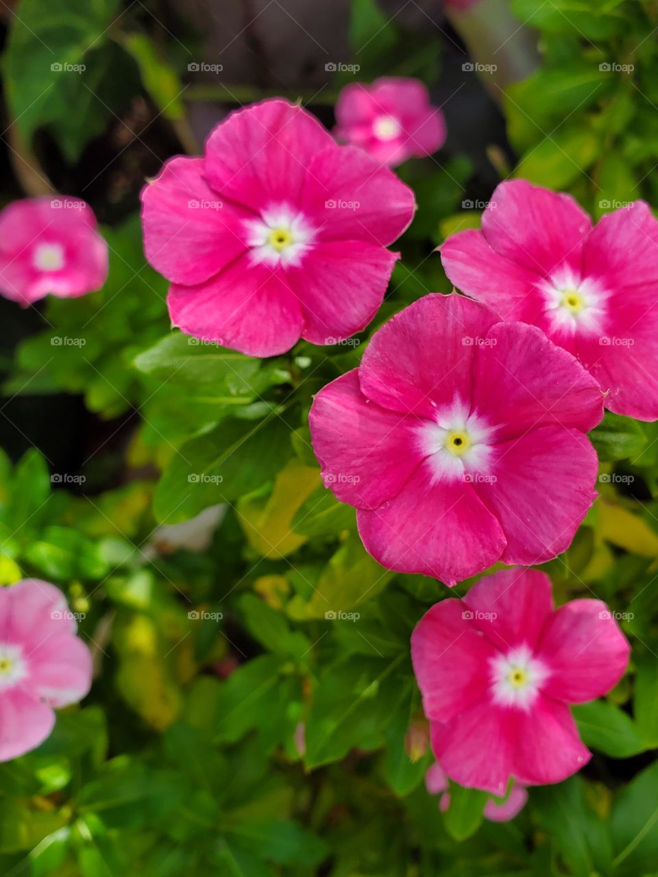 beautiful flowers