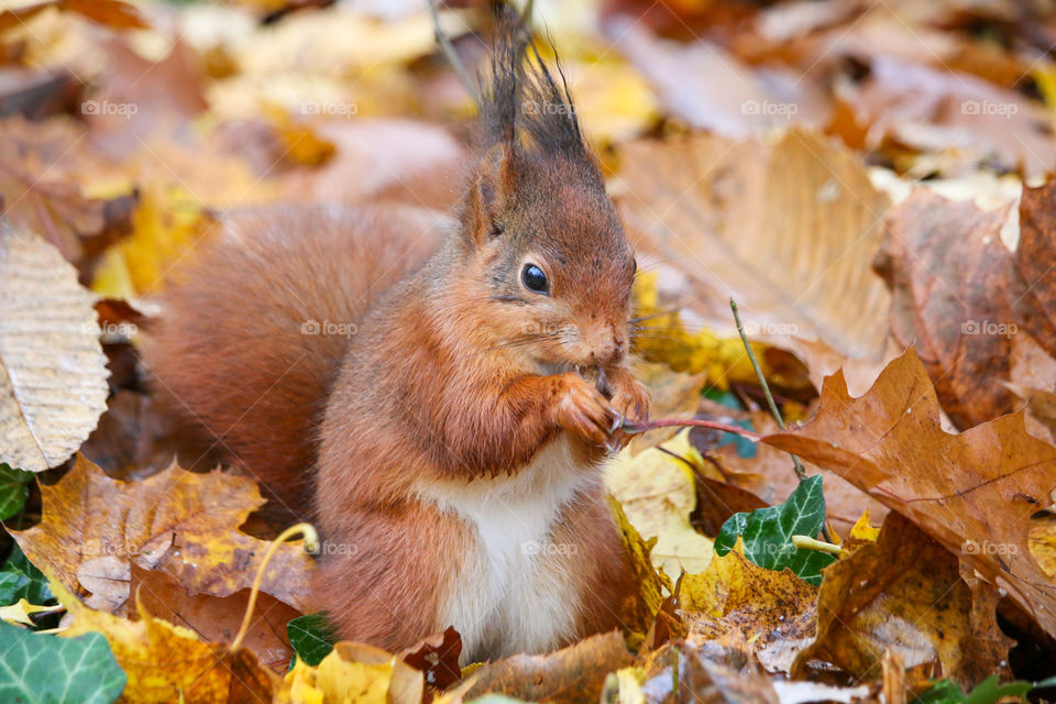 Red squirrel between leaves in autumn