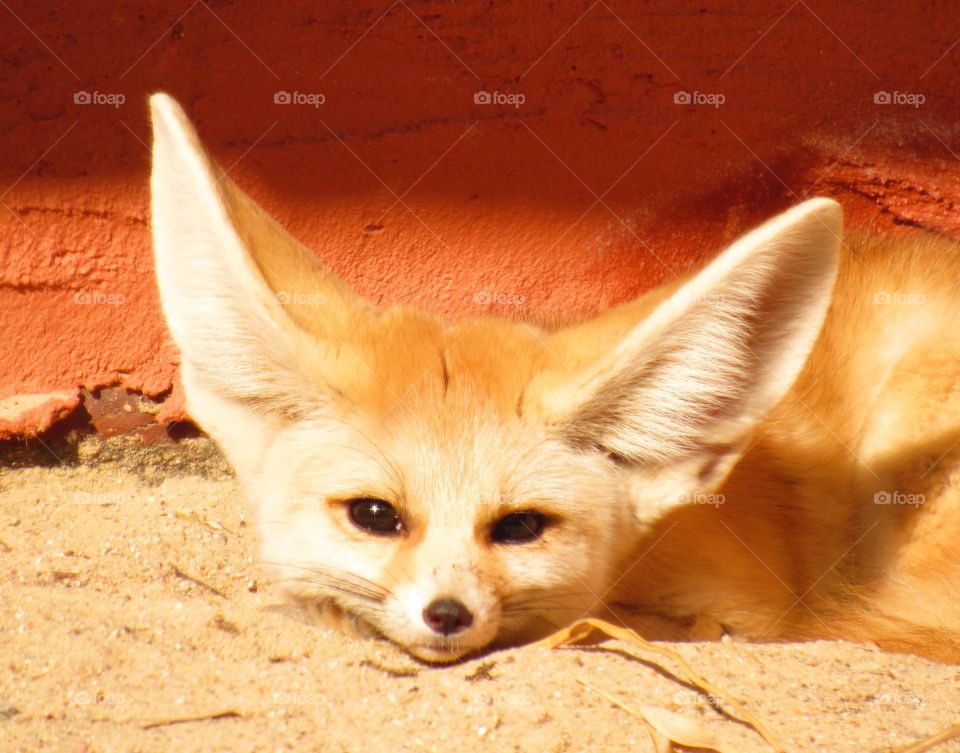 fennec