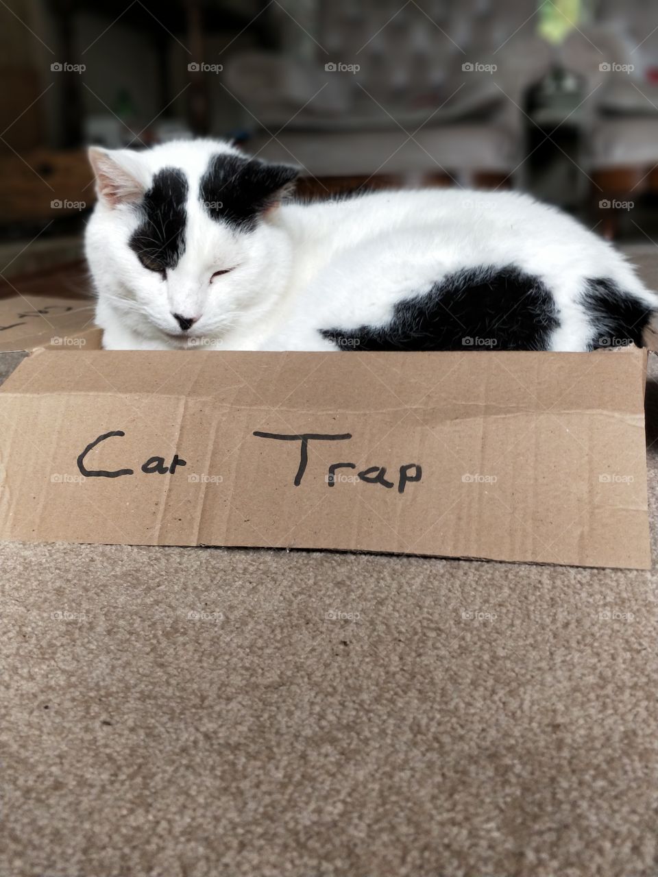 The cat traps are working!