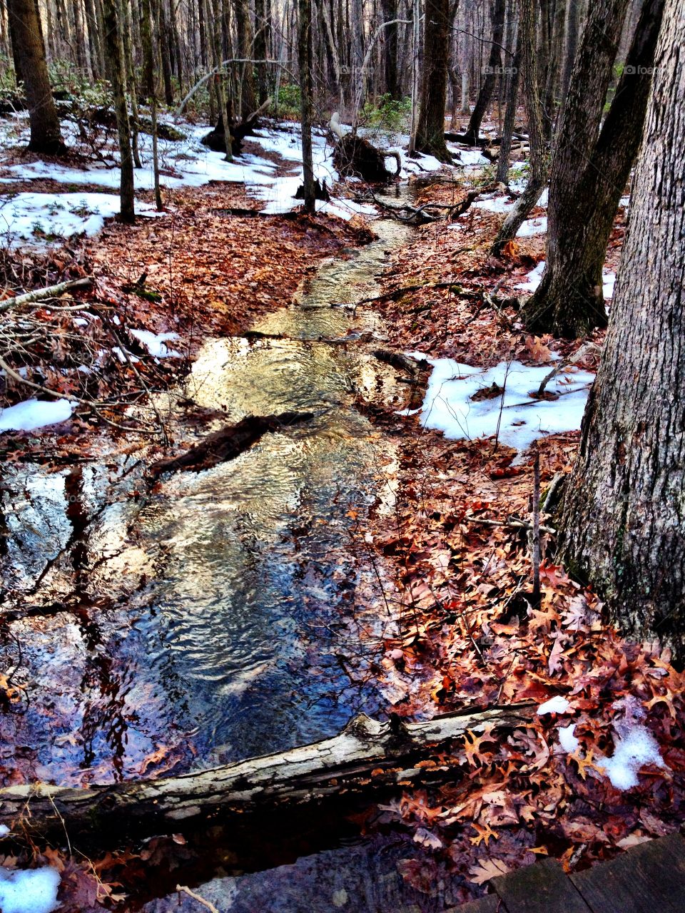 Winter Woods. Snow covered bank of a stream