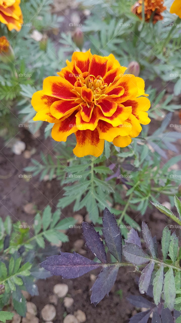red and yellow flower in the garden
