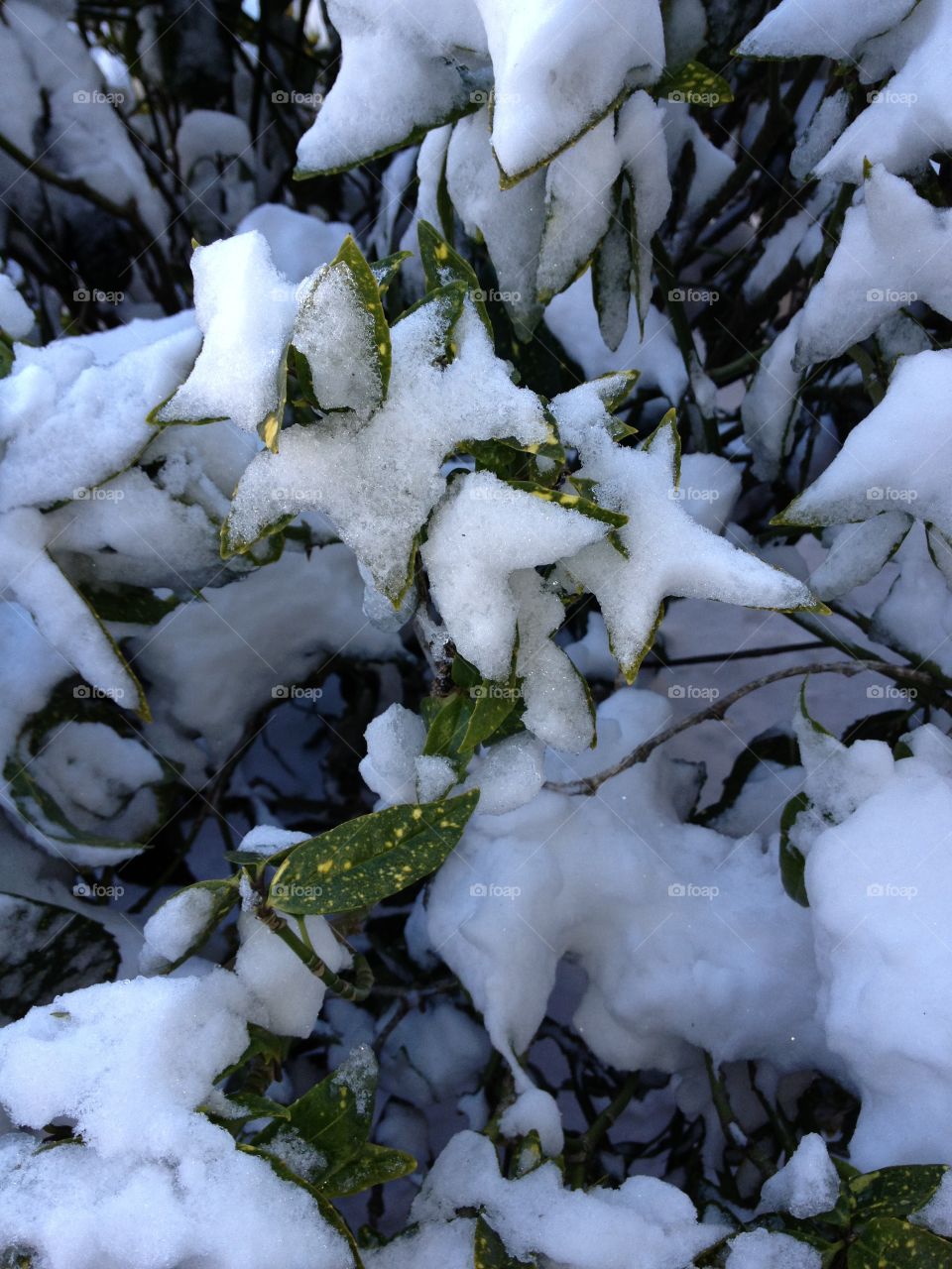 Snow on leaves 