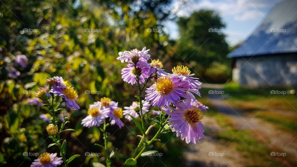 Flowers