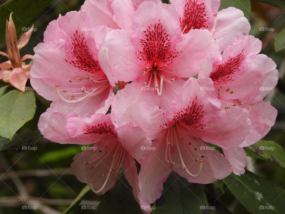 A close up of pink flower 