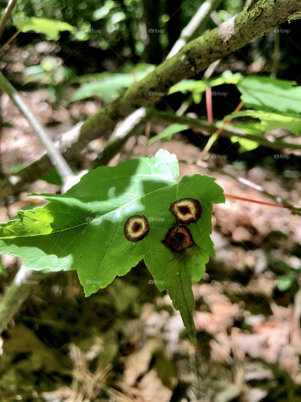 Unusual markings make funny face on leaf
