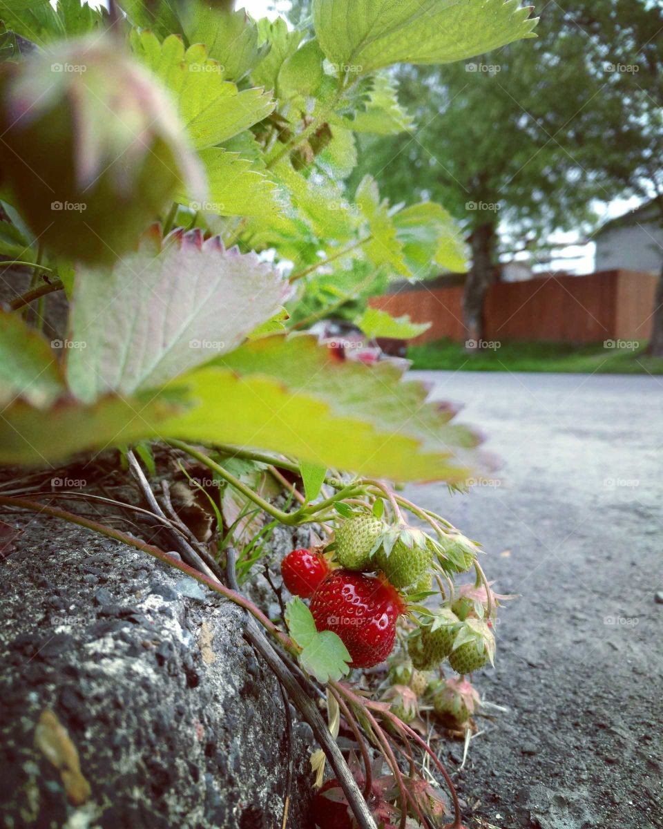 curbside strawberries