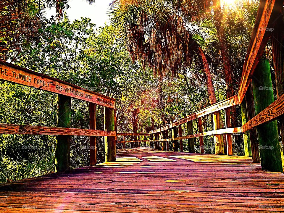 Forest Boardwalk 