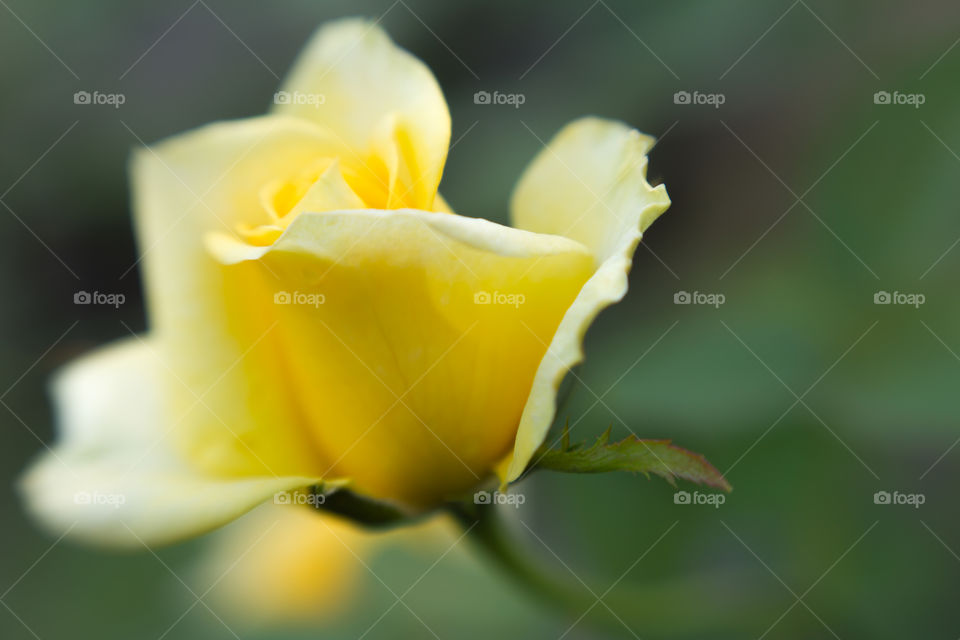 Yellow Rose Beautiful Flower