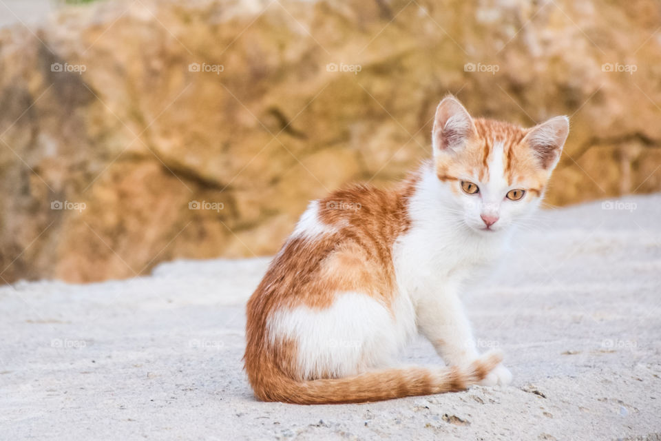 Close-up of a orange stray kitten