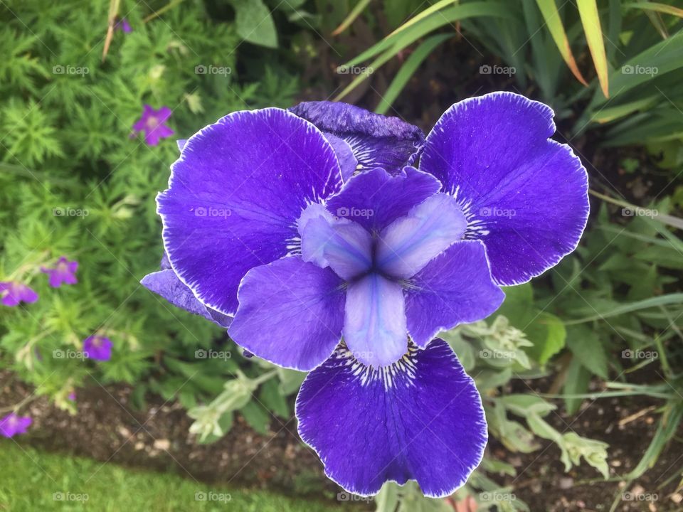 Single purple flower 