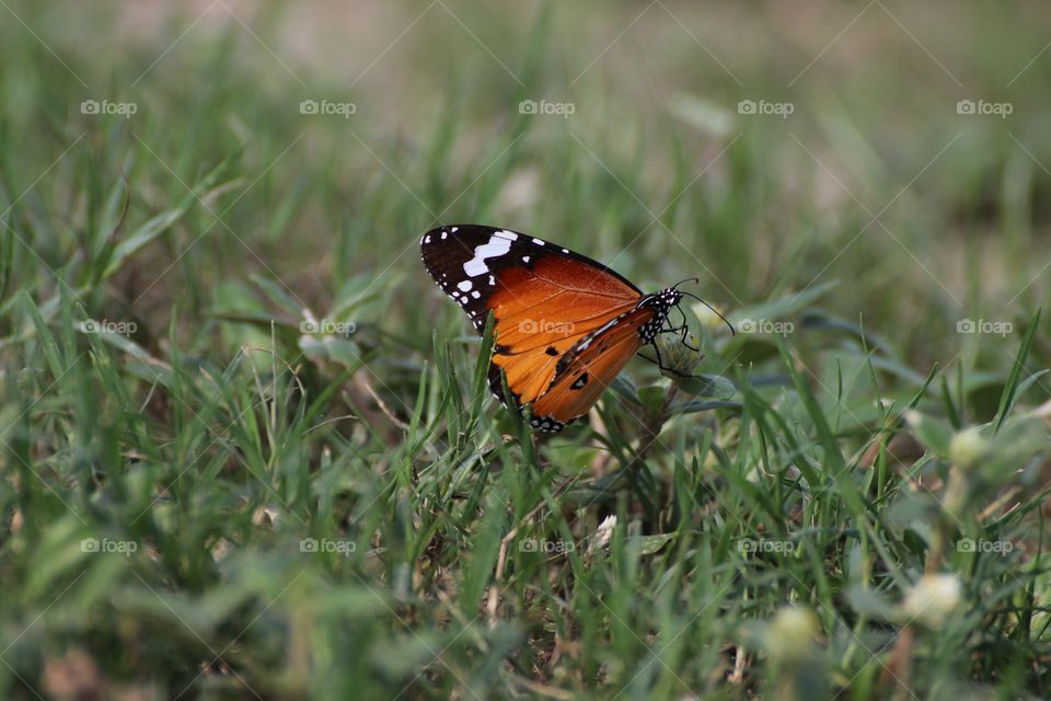 African monarch butterfly