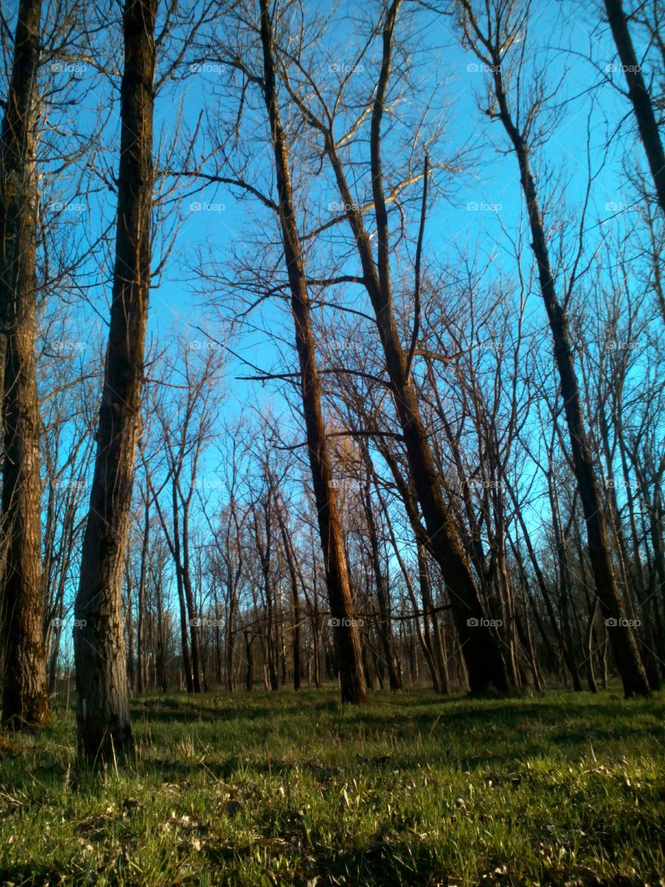 Wood, Tree, Landscape, No Person, Nature