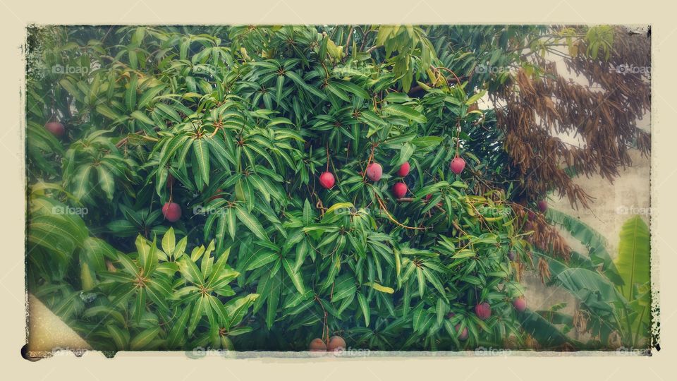 Pé de manga com mangas avermelhadas.