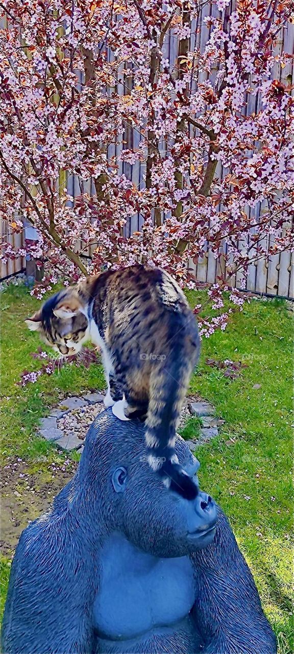 „Roukey“, the tomcat climbs on top of the massive head of „Kong“, the gorilla to be closer to the cherry tree in a beautiful garden in „Bavaria“, Germany. „Kong“ is of course a garden sculpture albeit close to life size. 2024. Hypnotic Productions