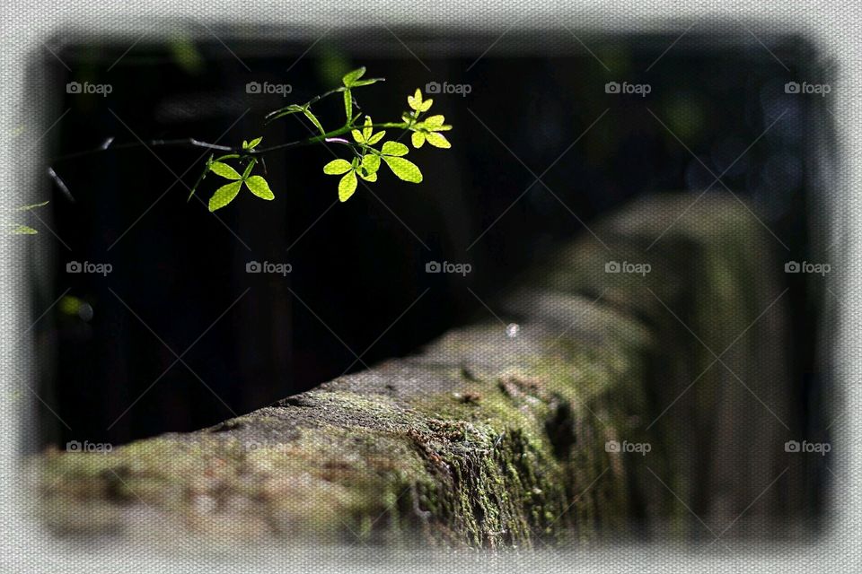 Spring Leaves . Brightly colored leaves contrast beautifully with the weathered stone.   
