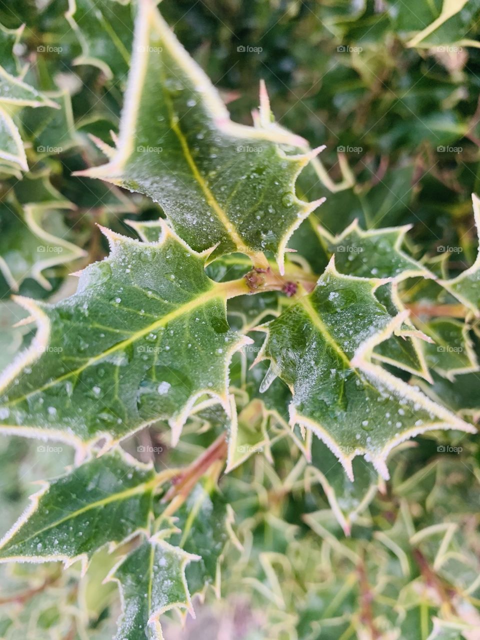 Frozen holly leaves
