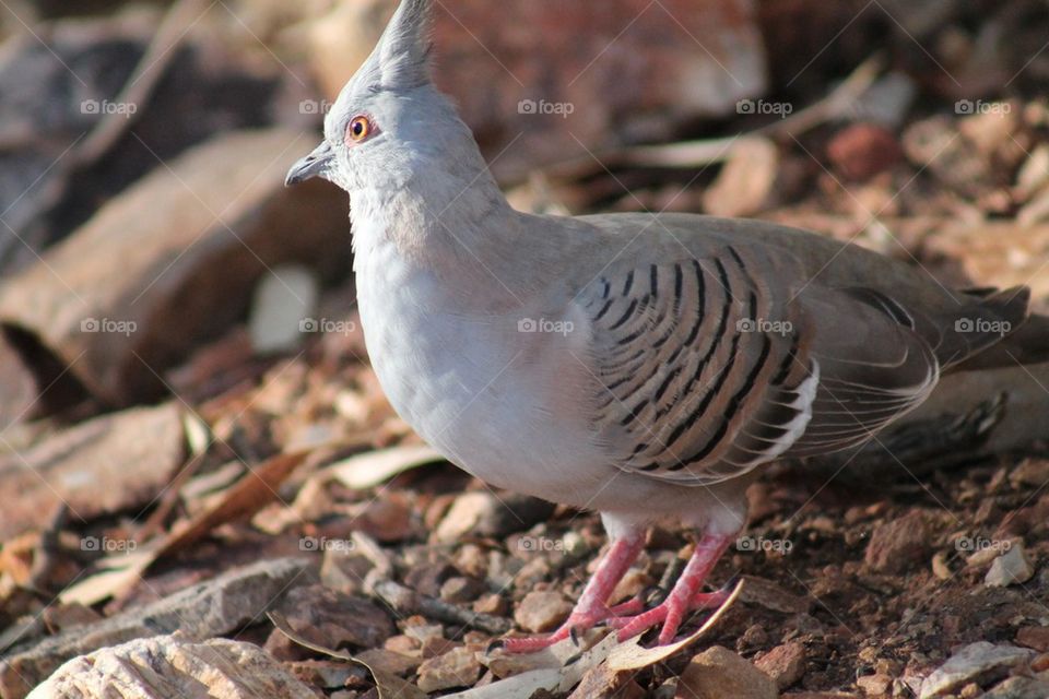 Crested pigeon 2