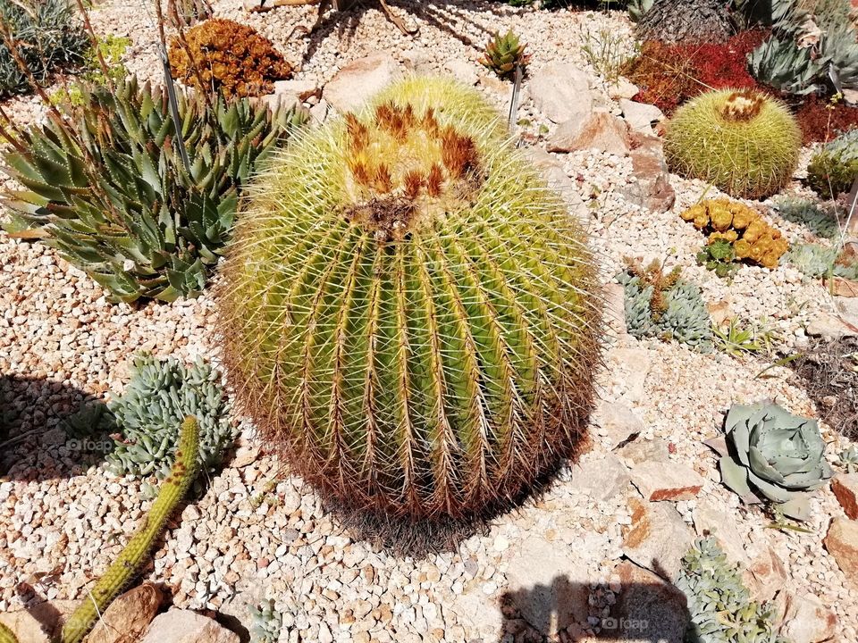 Cactus redondo