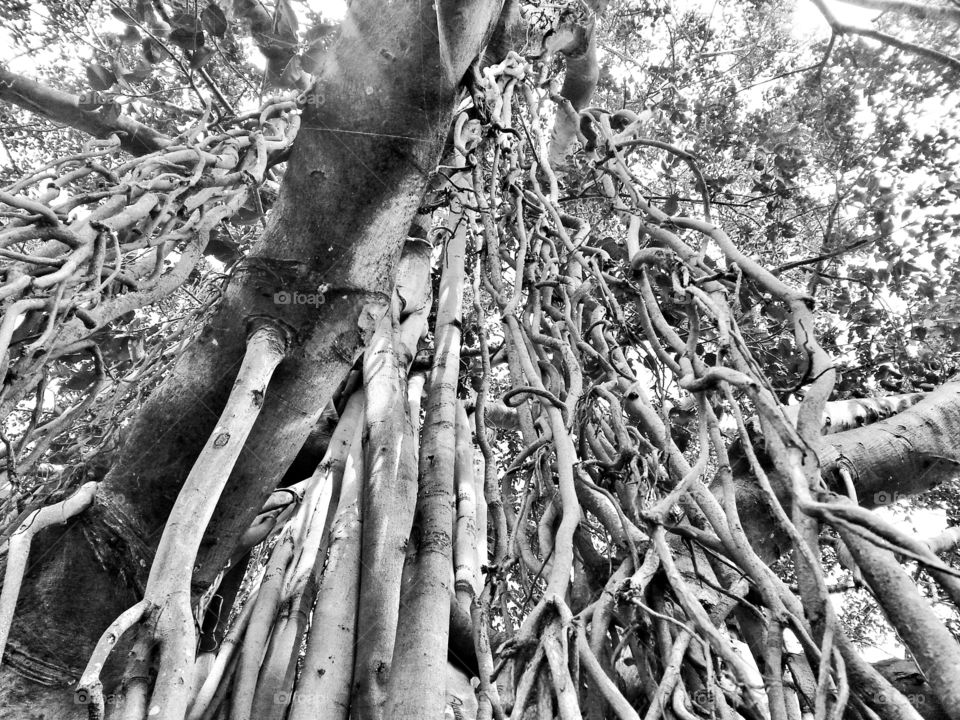 branches. spreaded branches