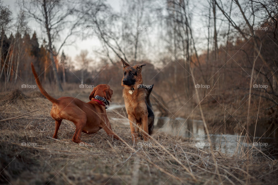 German shepherd young male dog and Hungarian vizsla playing outdoor at spring evening 