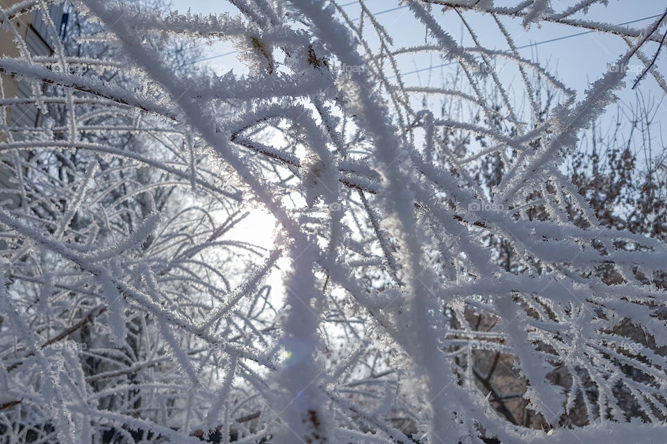 tree branch covered with snow.  winter background