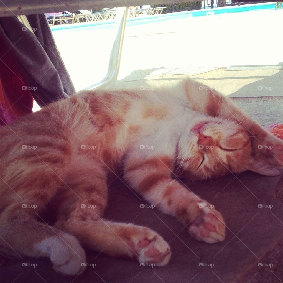 Cat under sun bed in Cyprus.