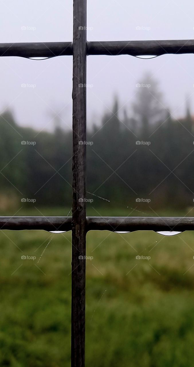 Lluvia e hilos de tela de araña