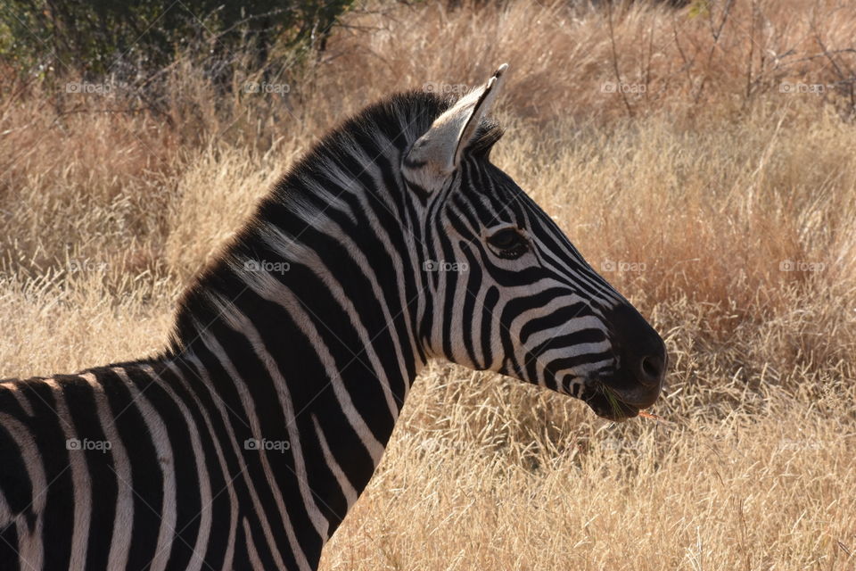 Zebra
My Safari in South Africa
