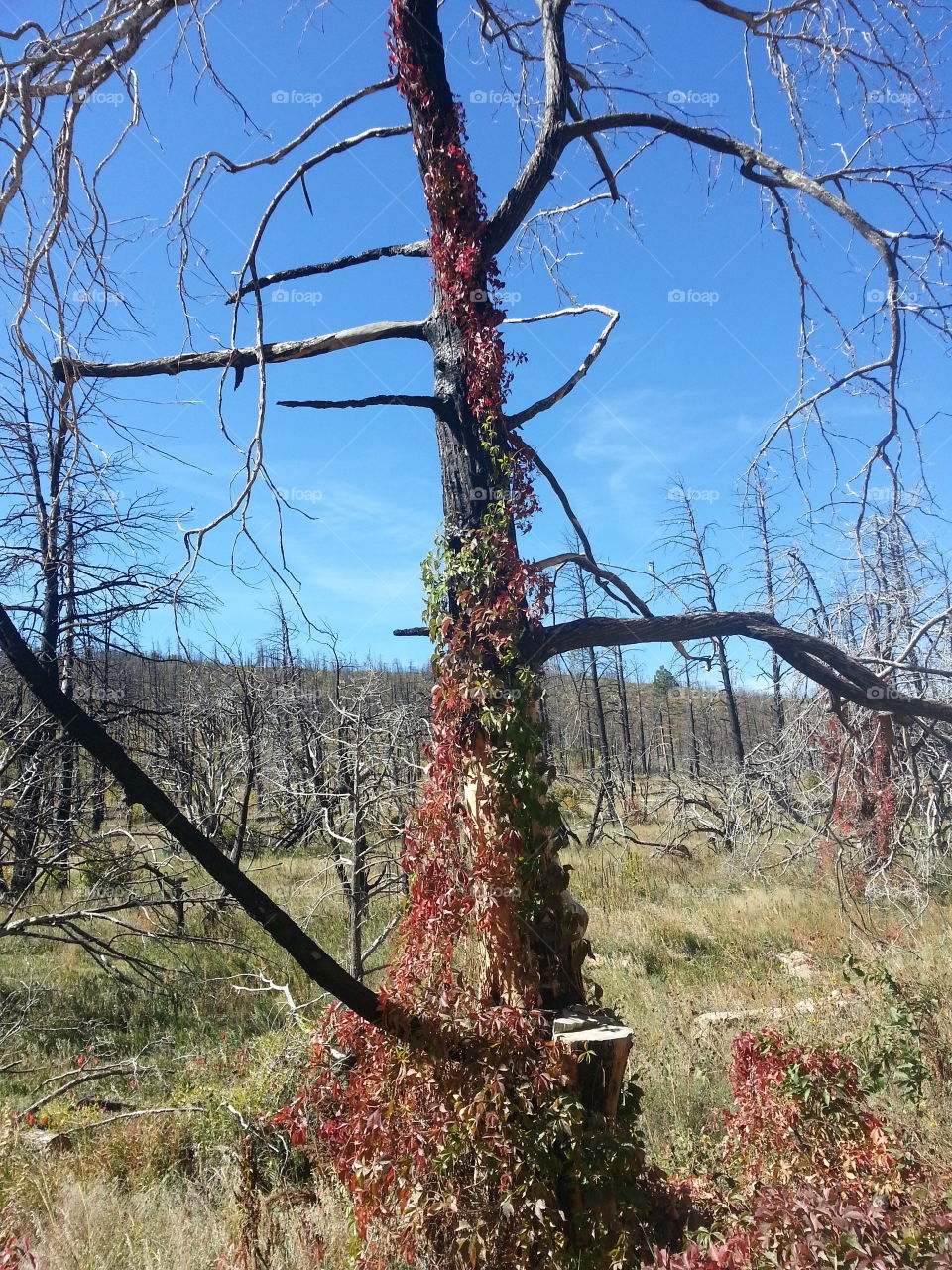 Forest after the fire