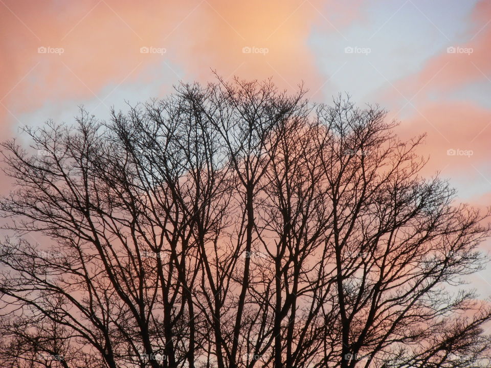 Tree Tops At Dusk