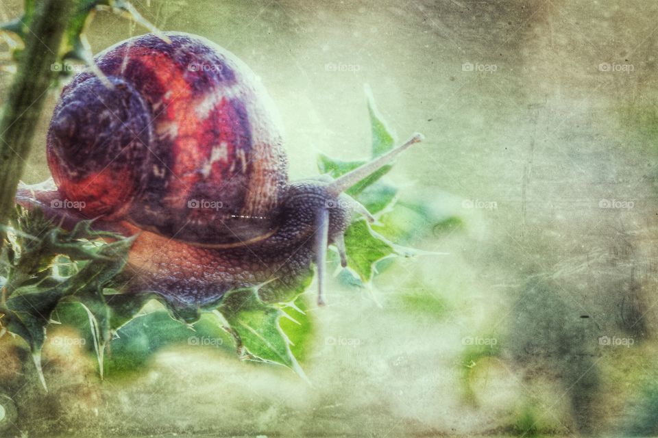 Snail's pace. A snail stuck on a thorny bush with nowhere to go. 