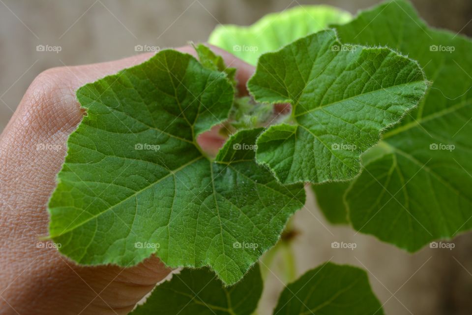 green leaves sprout in hand