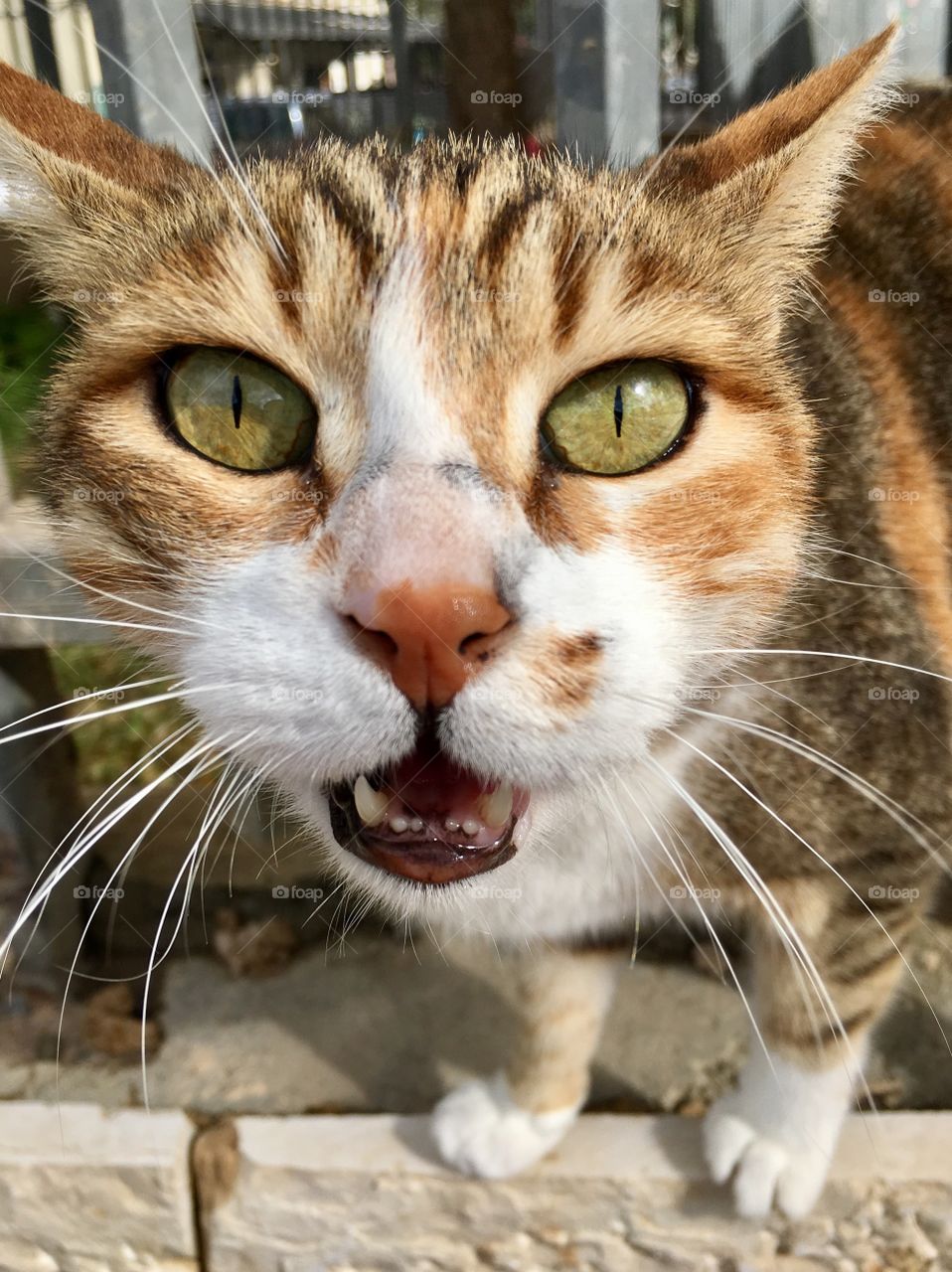 Close-up of a cat snarling