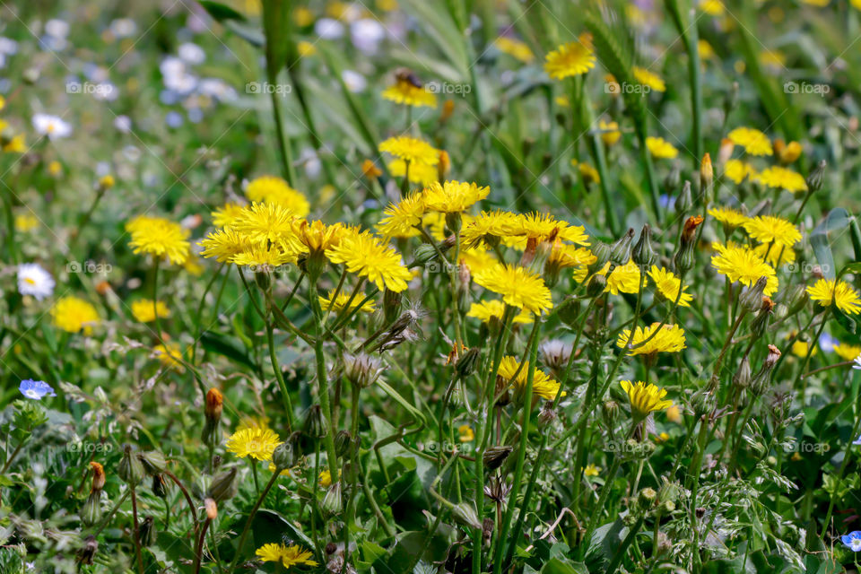 Field of dandelions