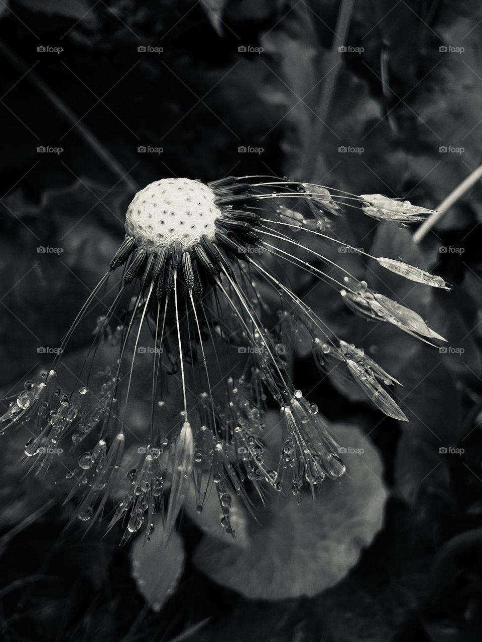 Black and white photography of Dandelion flowers 