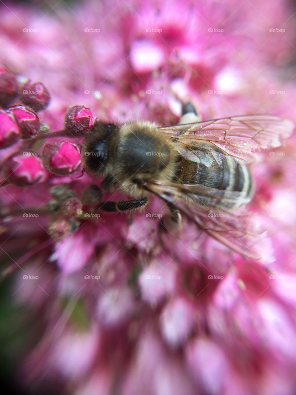 Busy honeybee