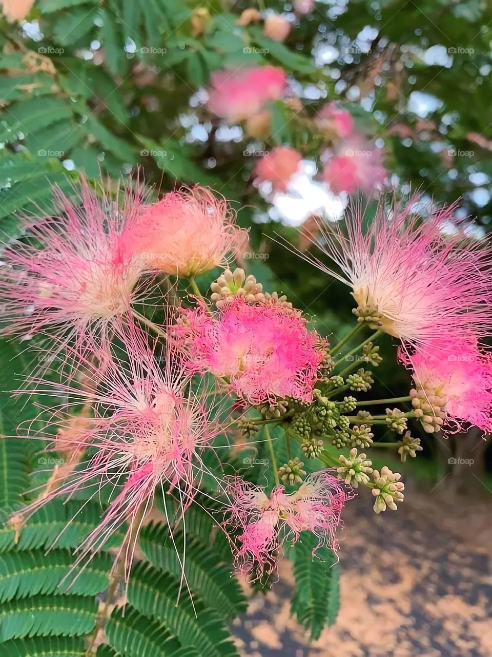 Beautiful flowers 