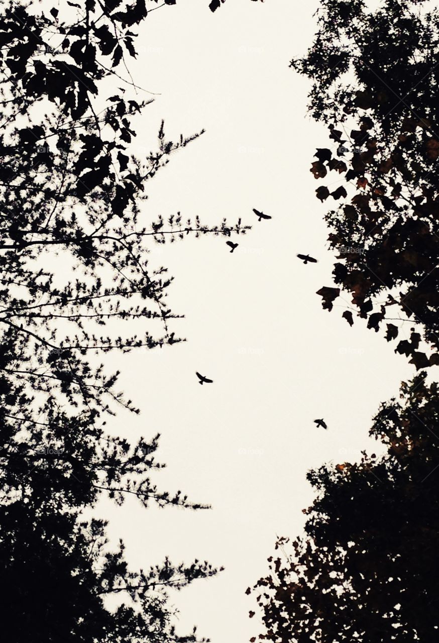 The Birds. Black Crowd Fly Above the Forest. 