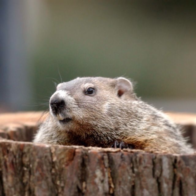 Groundhog