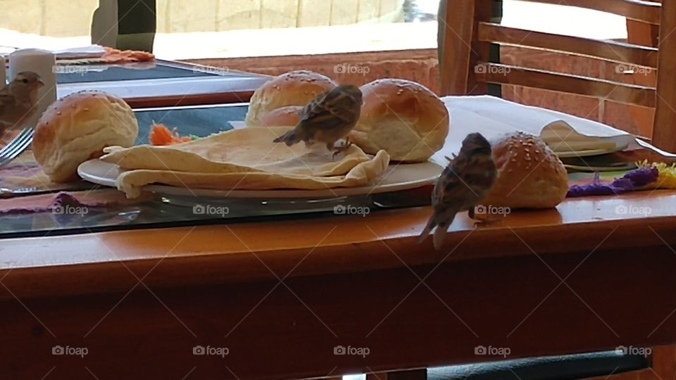 birds eating bread left on the table