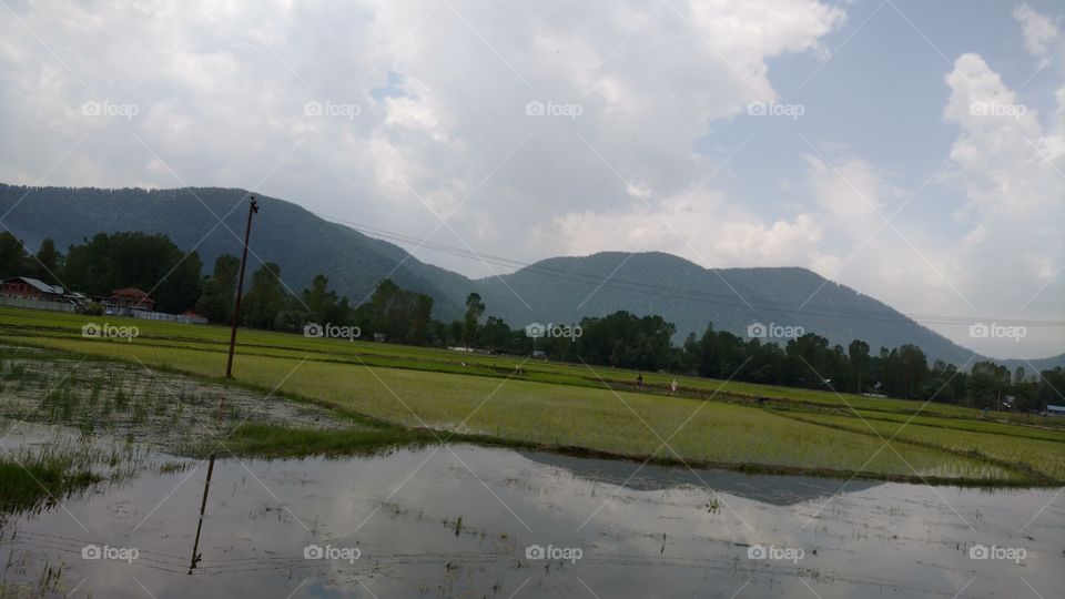 paddy cultivation