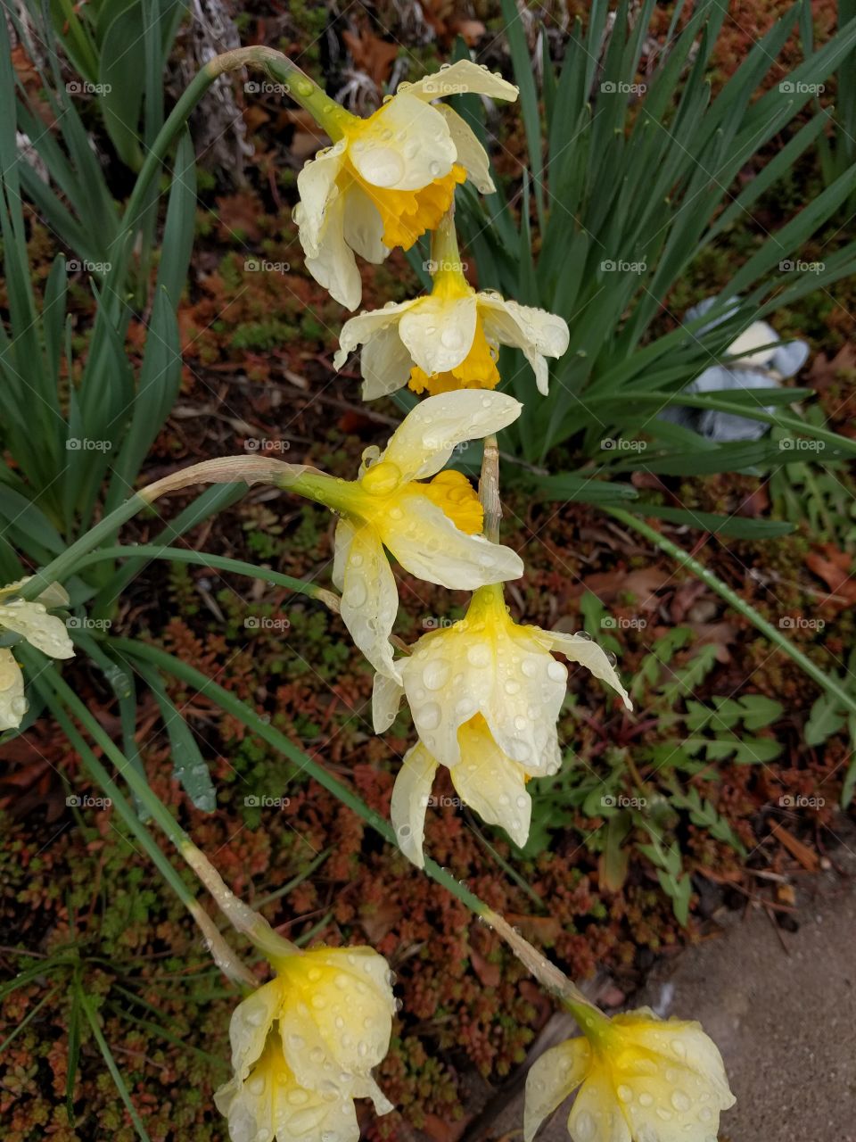 Daffodils in the Rain