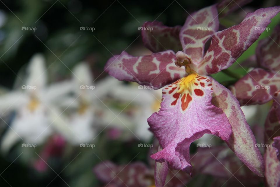 Flowers, orchids, multi colored 