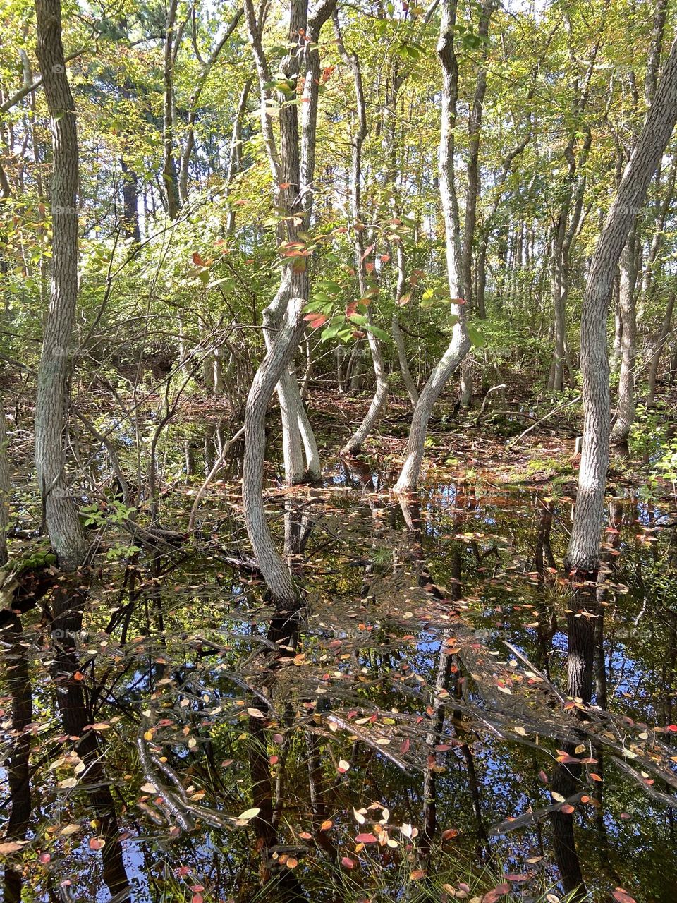 The maritime forest at Cattus Island County Park in Toms River, NJ. This was taken after a period of heavy rain. I had never seen so much water beneath the trees at the starting point of the walking trail, but I thought it looked beautiful.