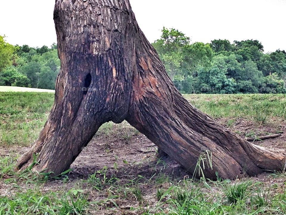 Split up . Split in a tree trunk 