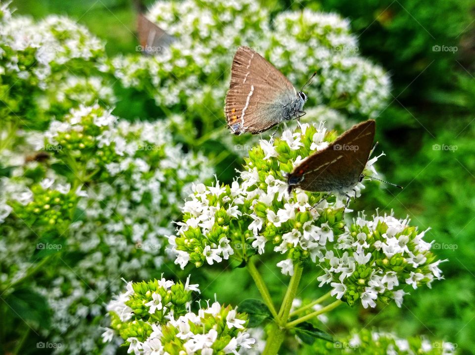 Butterflies on oregano.