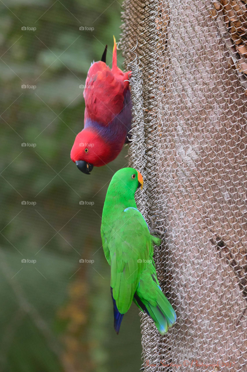Red and Green Parrot