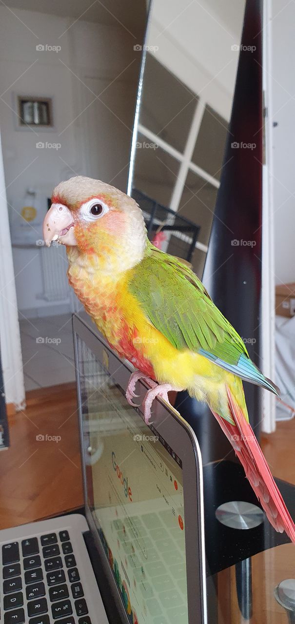 Conure de Molina Ananas