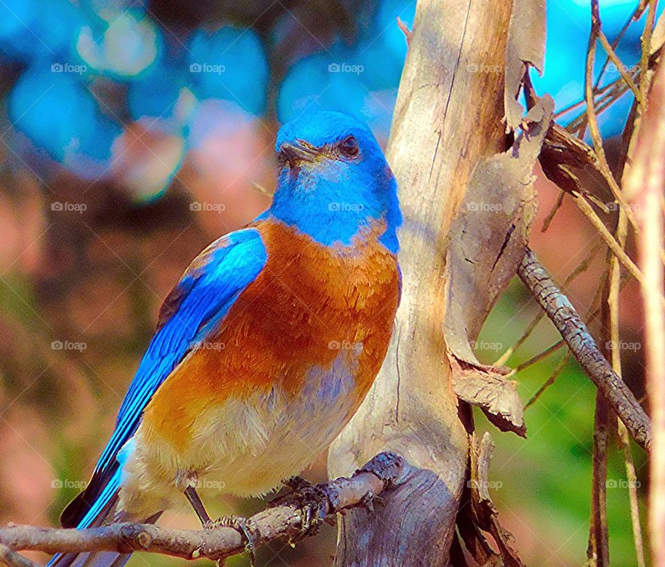 Western Bluebird